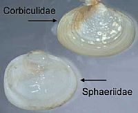 tncorbiculiidae-vs-sphaeriidae-comparison1